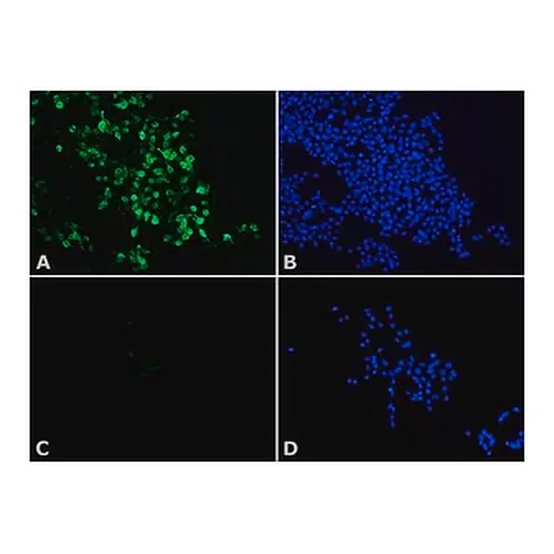 Merck Anti-Histone Deacetylase 8 (HDAC8) antibody produced in rabbit