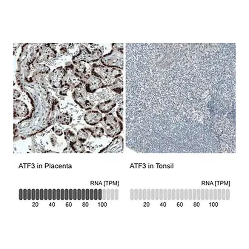 Merck Monoclonal Anti-ATF3 antibody produced in mouse