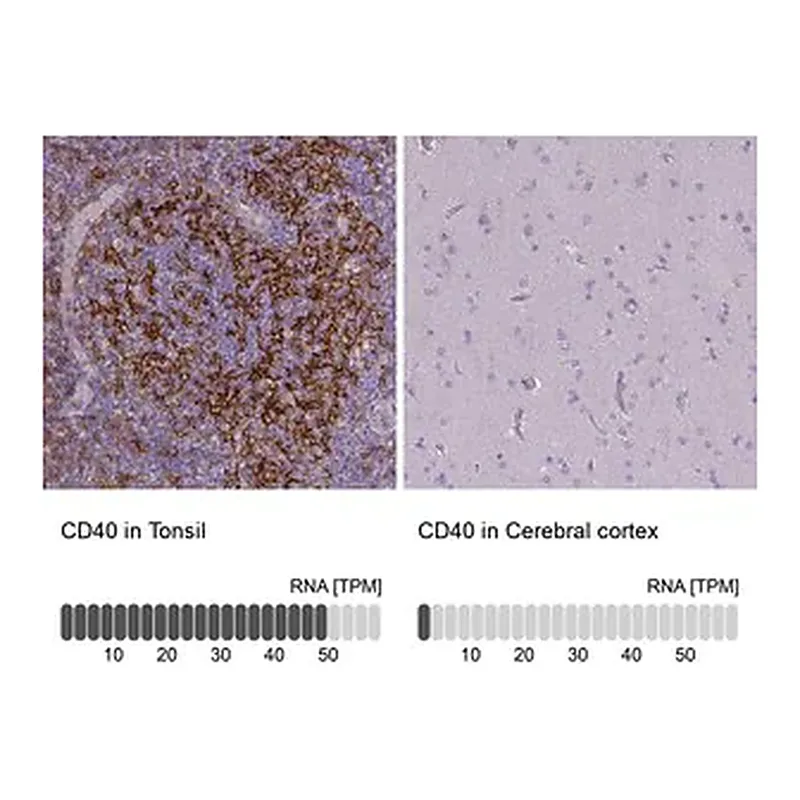 Merck Monoclonal Anti-CD40 antibody produced in mouse