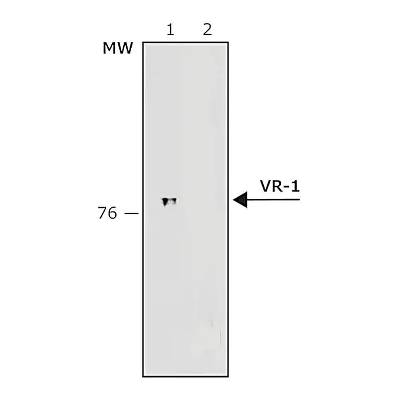 Merck Anti-Vanilloid Receptor-1 antibody produced in rabbit