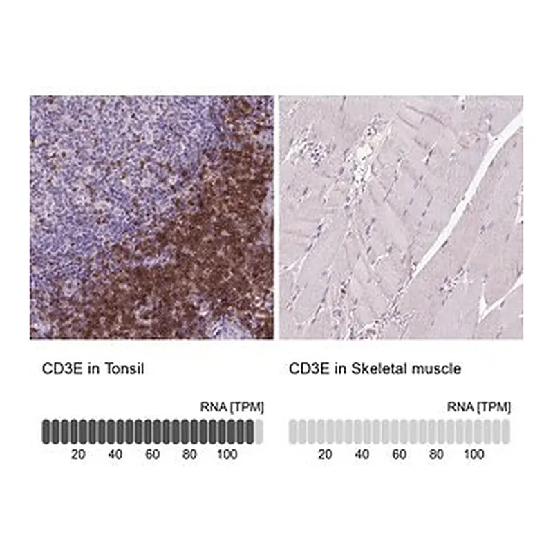 Merck Monoclonal Anti-CD3E antibody produced in mouse