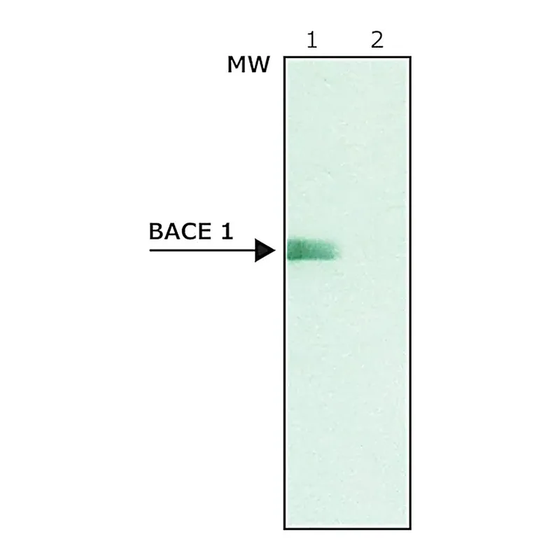 Merck Anti-BACE 1, C-Terminus (485-501) antibody produced in rabbit