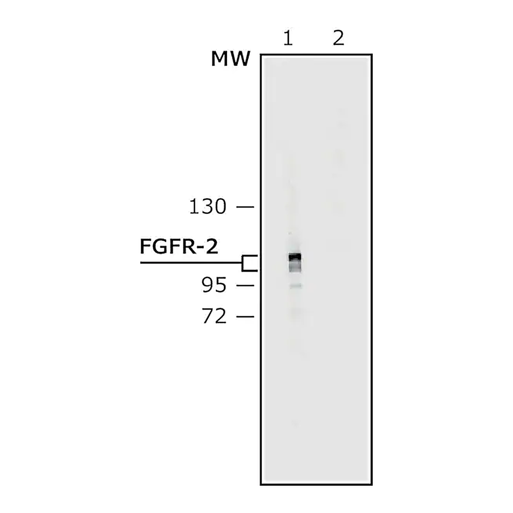 Merck Anti-Fibroblast Growth Factor Receptor-2, Extracellular antibody produced in rabbit
