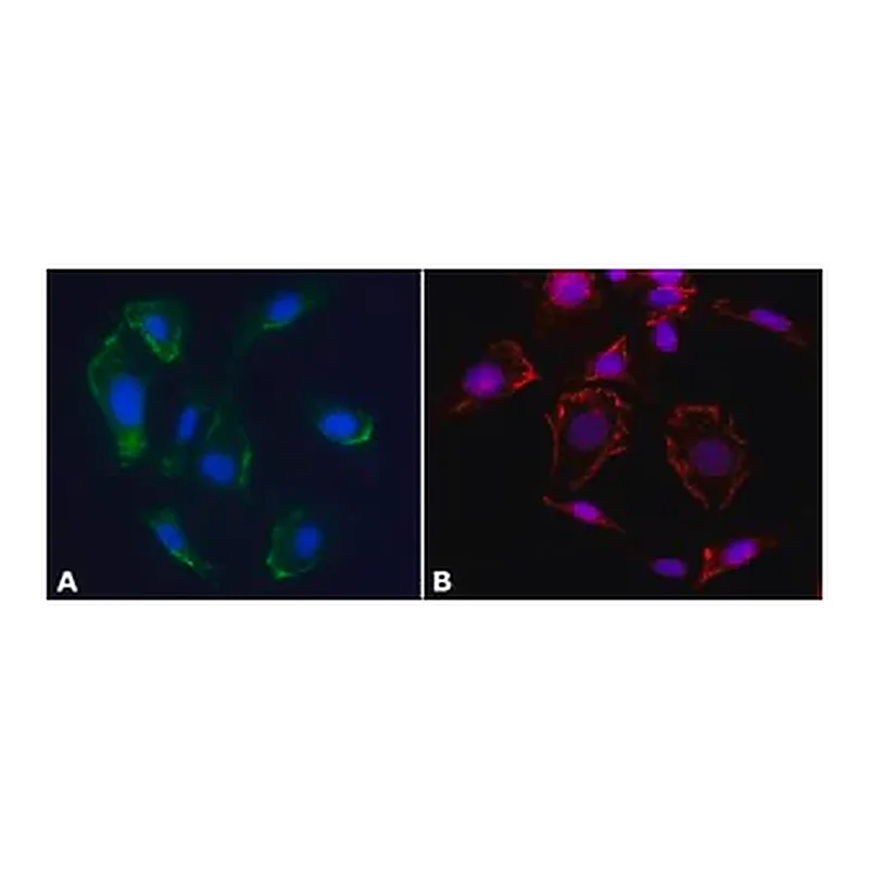 Merck Anti-Caveolin-1 antibody produced in rabbit