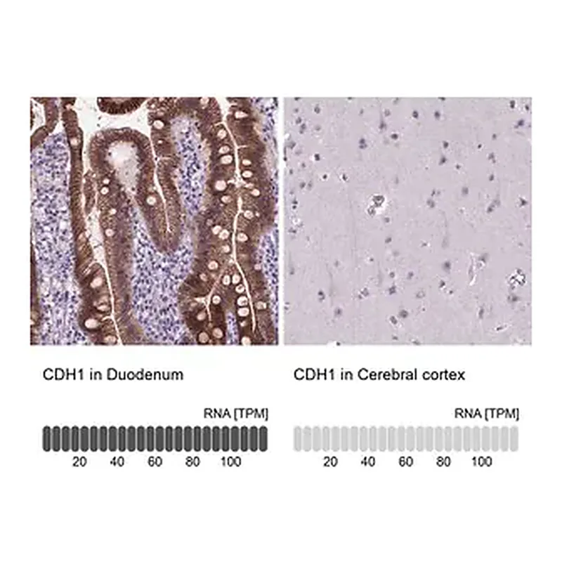 Merck Monoclonal Anti-CDH1 antibody produced in mouse