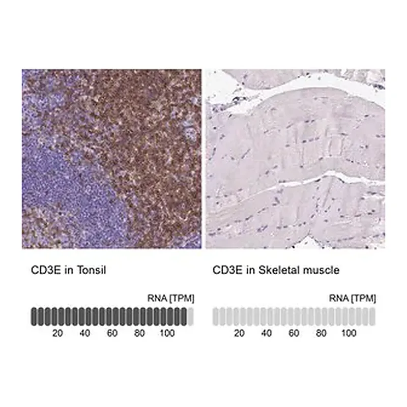 Merck Monoclonal Anti-CD3E antibody produced in mouse