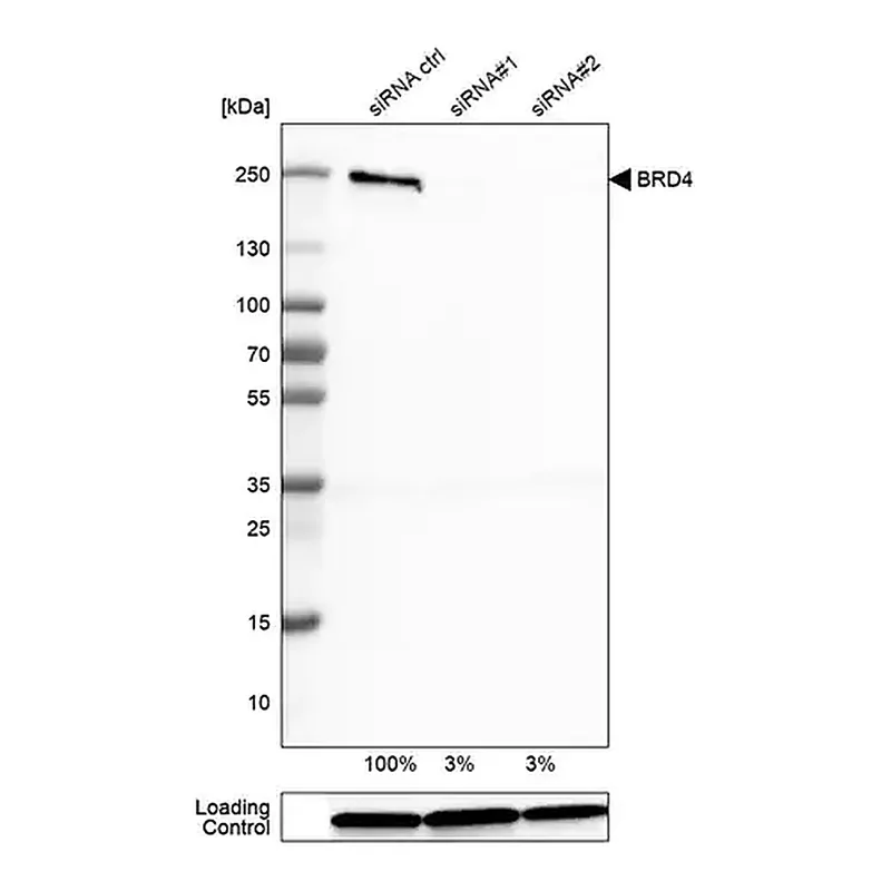 Merck Monoclonal Anti-BRD4 antibody produced in mouse