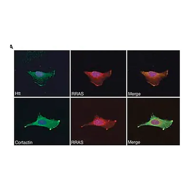 Merck Anti-Huntingtin (N-terminal) antibody produced in rabbit