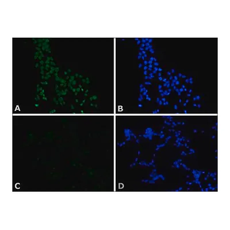 Merck Monoclonal Anti-c-Myc−FITC antibody produced in mouse