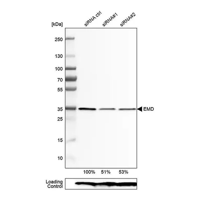 Merck Monoclonal Anti-EMD antibody produced in mouse