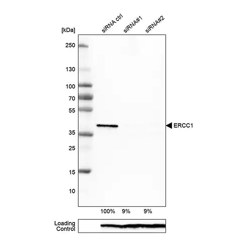 Merck Monoclonal Anti-ERCC1 antibody produced in mouse