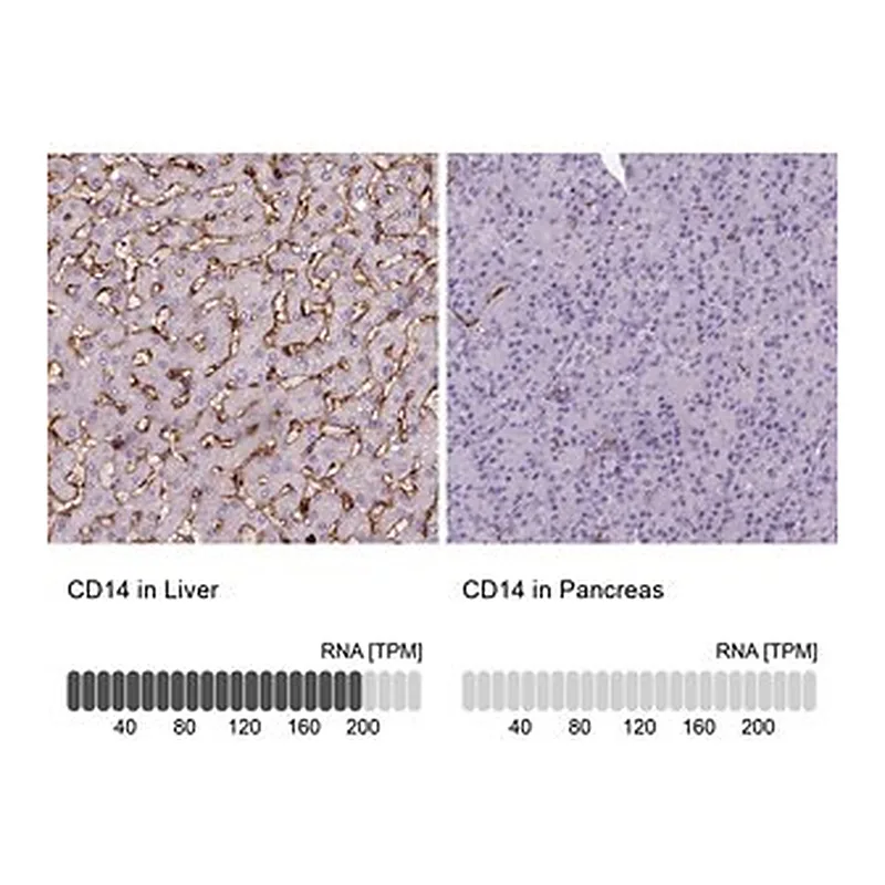 Merck Monoclonal Anti-CD14 antibody produced in mouse