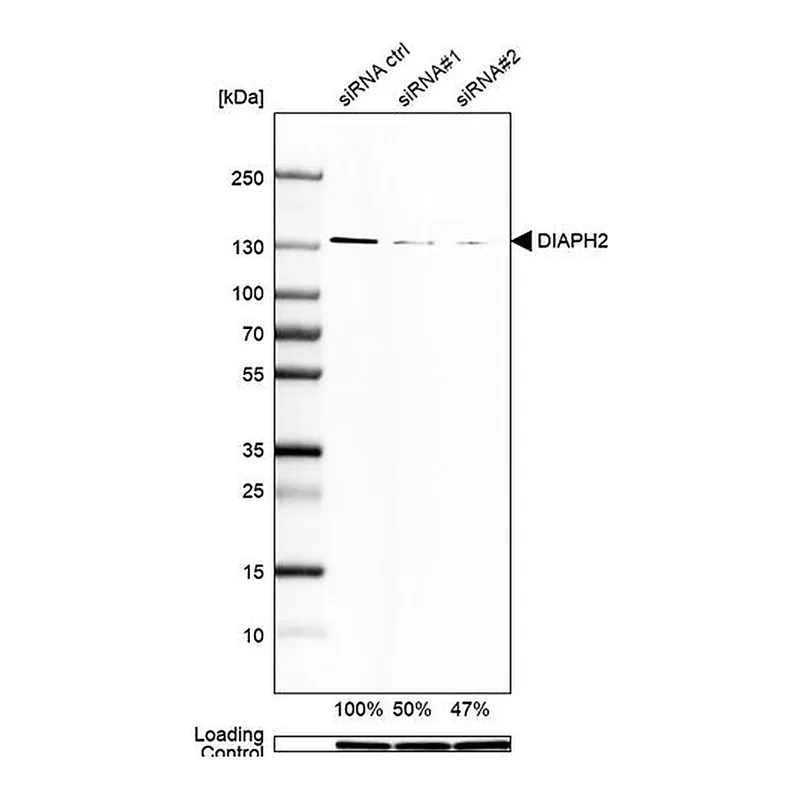 Merck Monoclonal Anti-DIAPH2 antibody produced in mouse