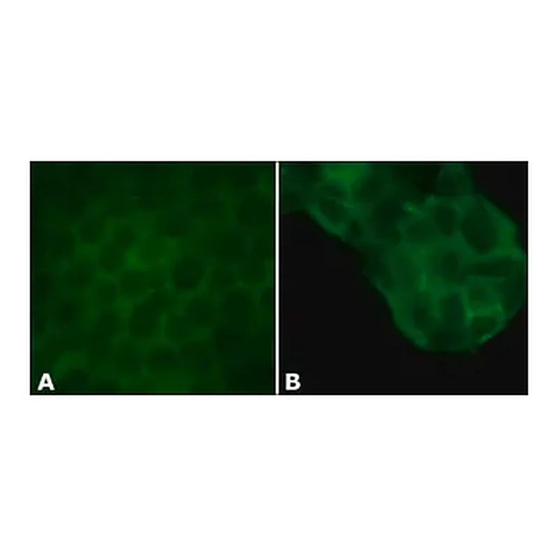 Merck Anti-l/s-Afadin antibody produced in rabbit
