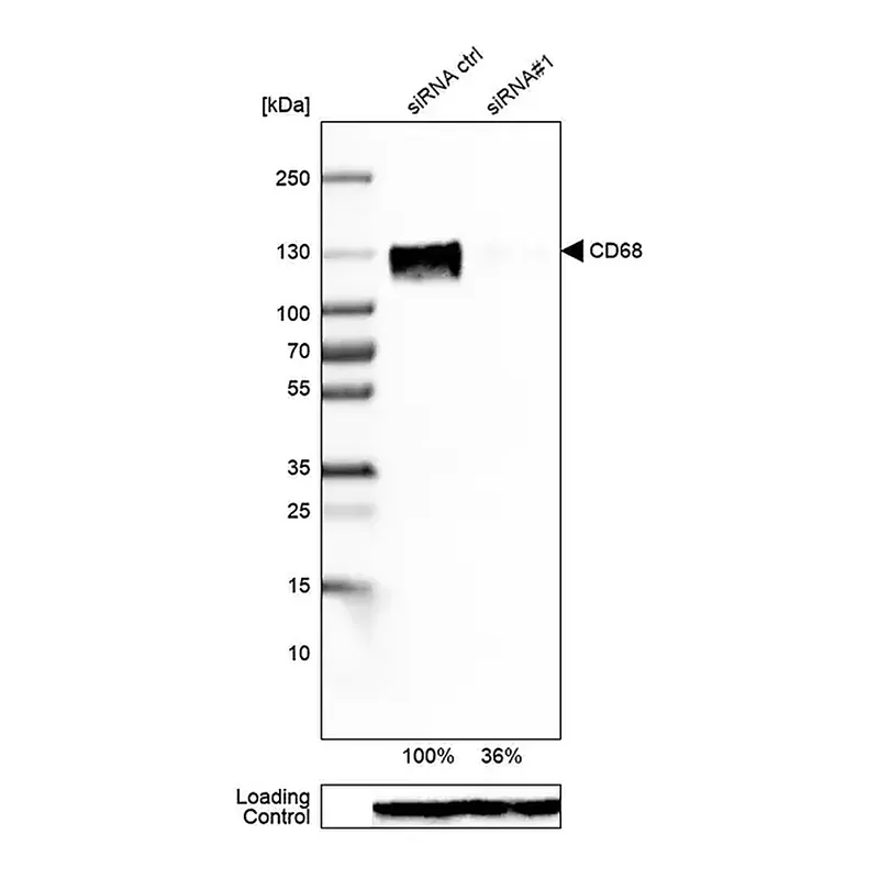 Merck Monoclonal Anti-CD68 antibody produced in mouse