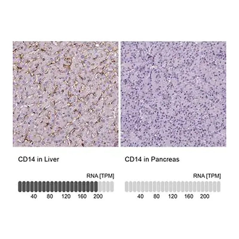 Merck Monoclonal Anti-CD14 antibody produced in mouse
