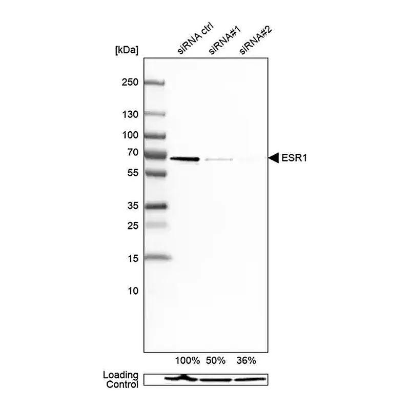 Merck Monoclonal Anti-ESR1 antibody produced in mouse