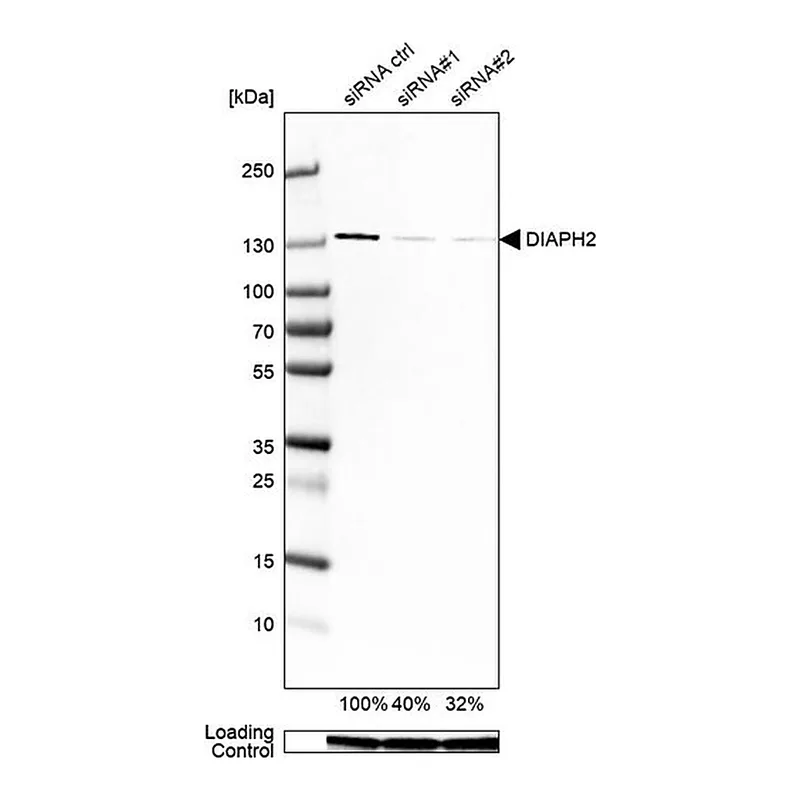 Merck Monoclonal Anti-DIAPH2 antibody produced in mouse