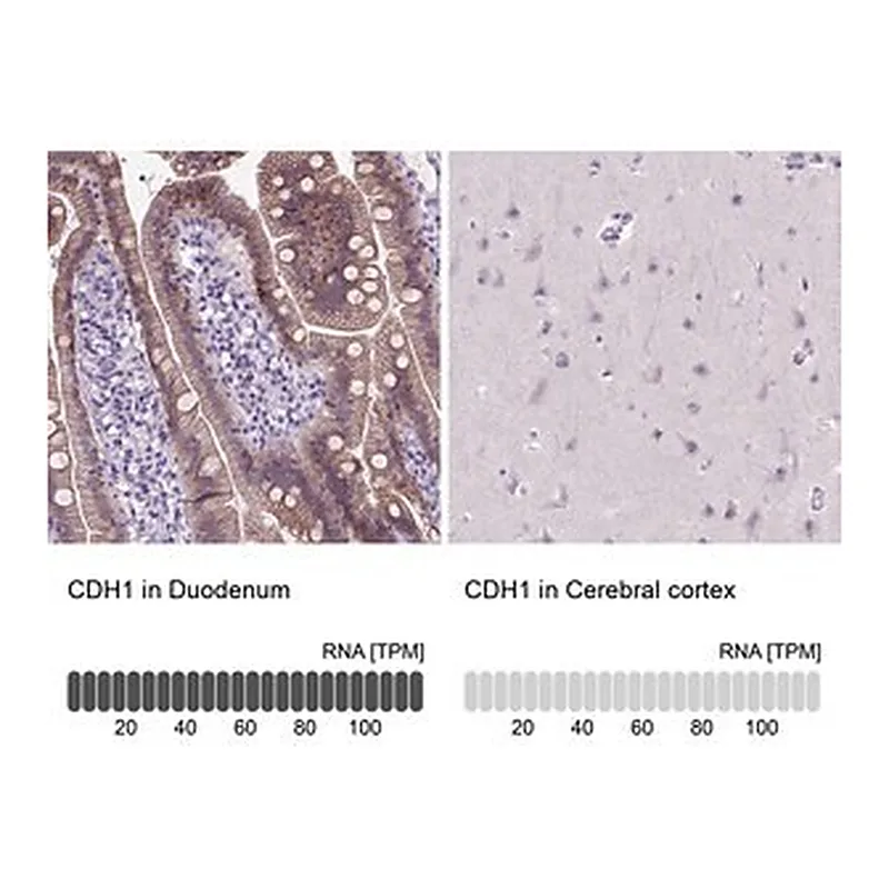 Merck Monoclonal Anti-CDH1 antibody produced in mouse