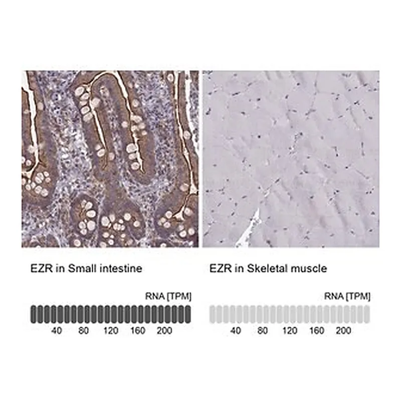 Merck Monoclonal Anti-EZR antibody produced in mouse