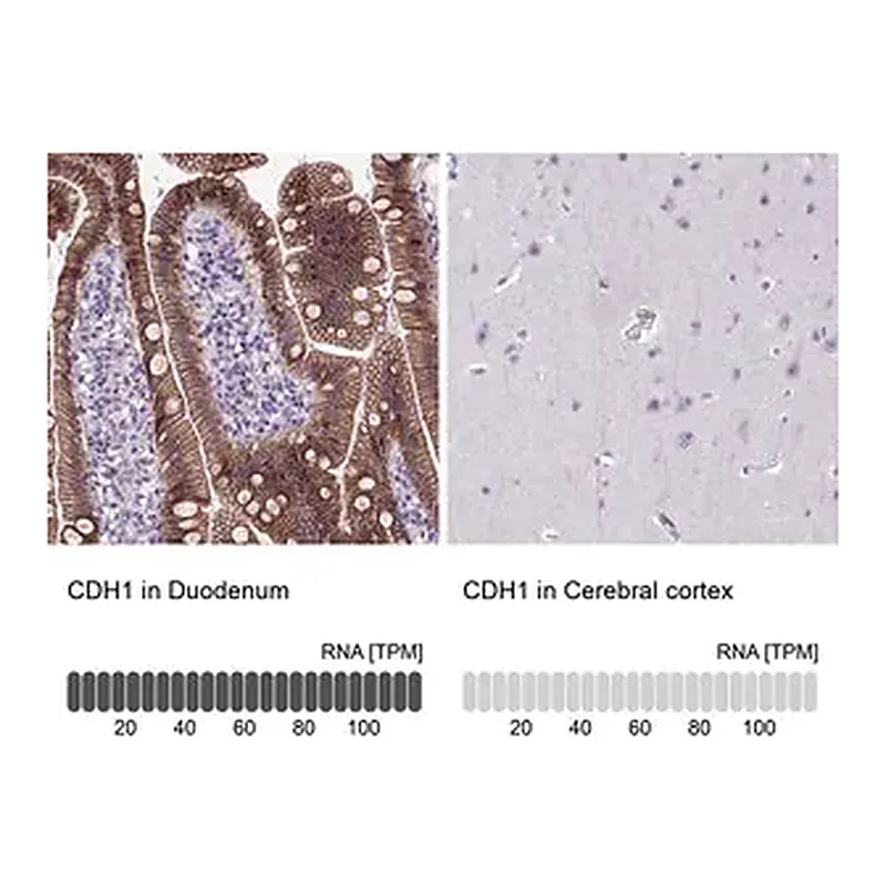 Merck Monoclonal Anti-CDH1 antibody produced in mouse