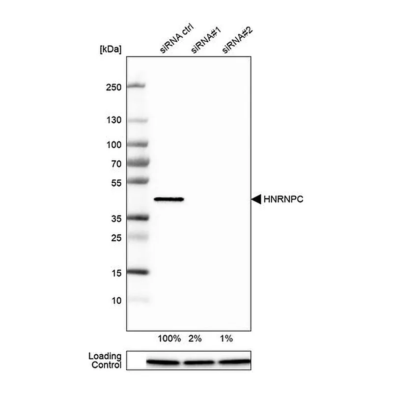 Merck Monoclonal Anti-HNRNPC antibody produced in mouse