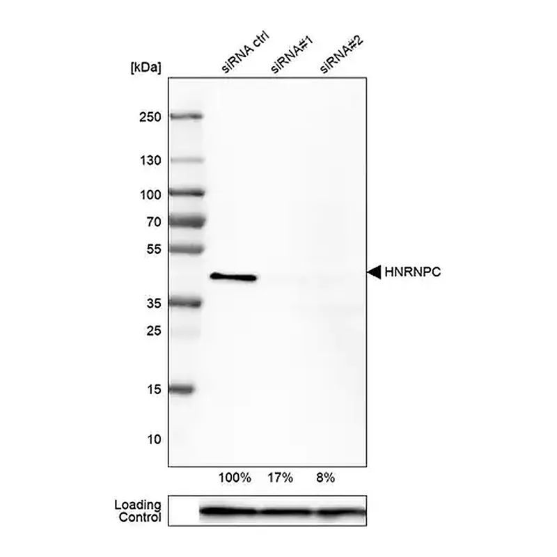 Merck Monoclonal Anti-HNRNPC antibody produced in mouse
