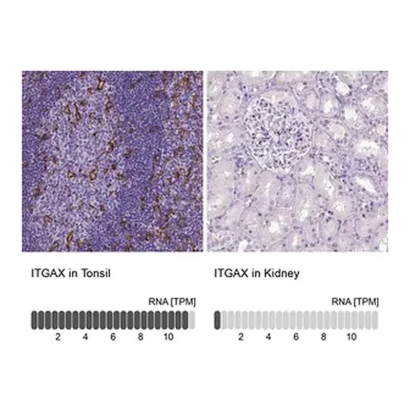 Merck Monoclonal Anti-ITGAX antibody produced in mouse