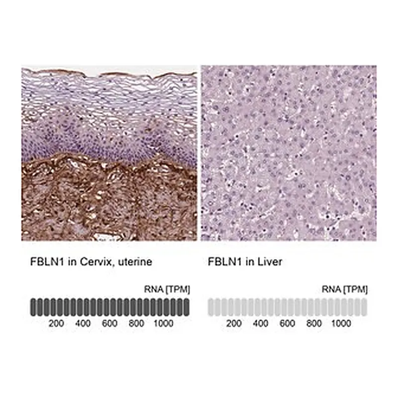 Merck Monoclonal Anti-FBLN1 antibody produced in mouse