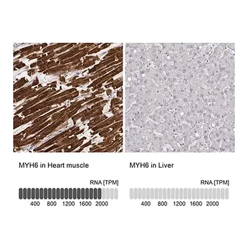 Merck Monoclonal Anti-MYH6 antibody produced in mouse