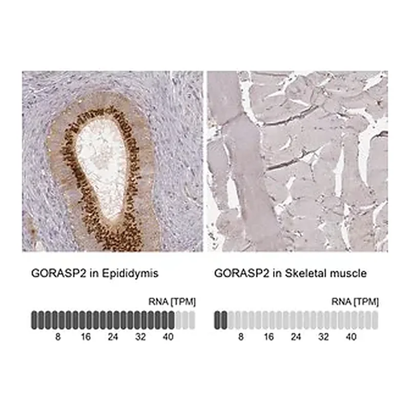 Merck Monoclonal Anti-GORASP2 antibody produced in mouse