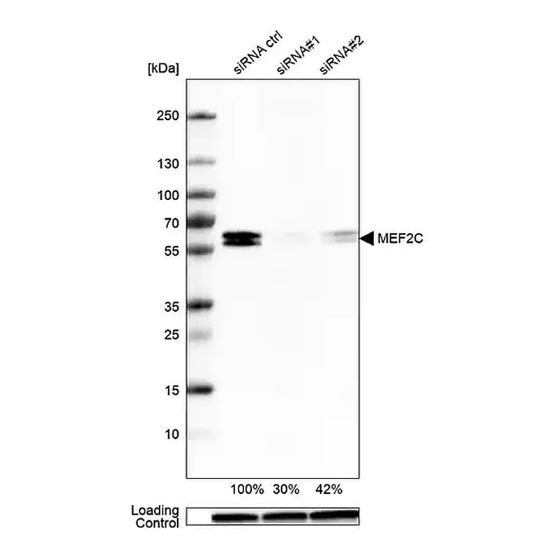 Merck Monoclonal Anti-MEF2C antibody produced in mouse
