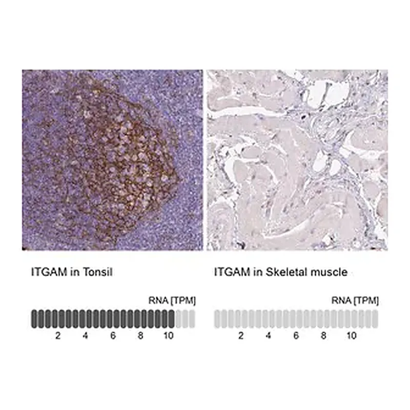 Merck Monoclonal Anti-ITGAM antibody produced in mouse