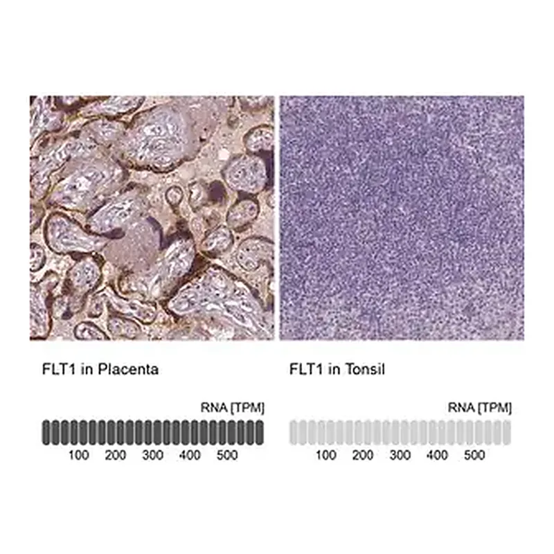 Merck Monoclonal Anti-FLT1 antibody produced in mouse
