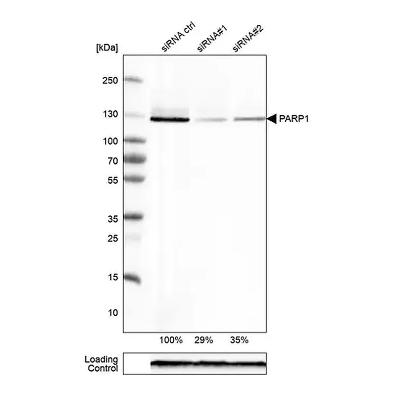Merck Monoclonal Anti-PARP1 antibody produced in mouse