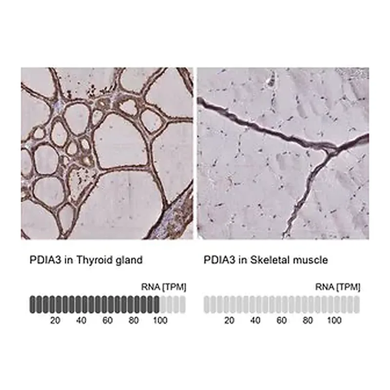 Merck Monoclonal Anti-PDIA3 antibody produced in mouse