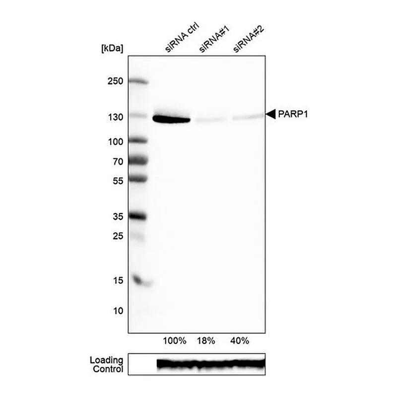 Merck Monoclonal Anti-PARP1