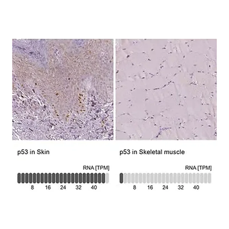 Merck Monoclonal Anti-p53 antibody produced in mouse