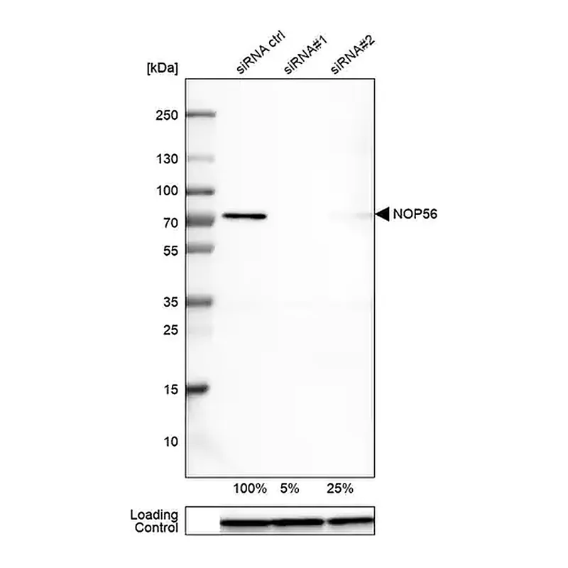 Merck Monoclonal Anti-NOP56 antibody produced in mouse