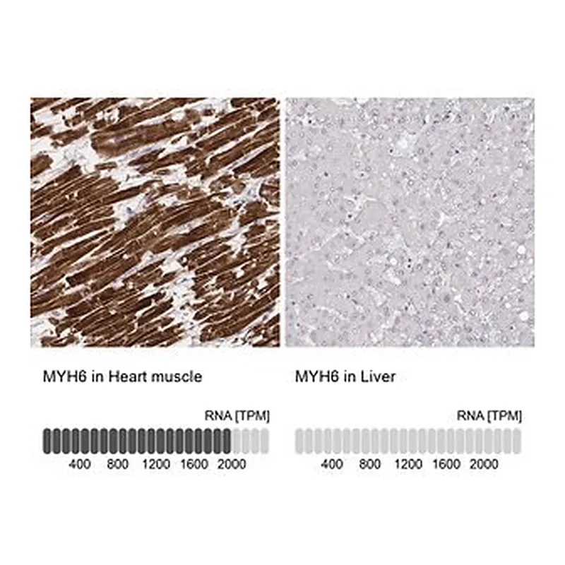 Merck Monoclonal Anti-MYH6 antibody produced in mouse