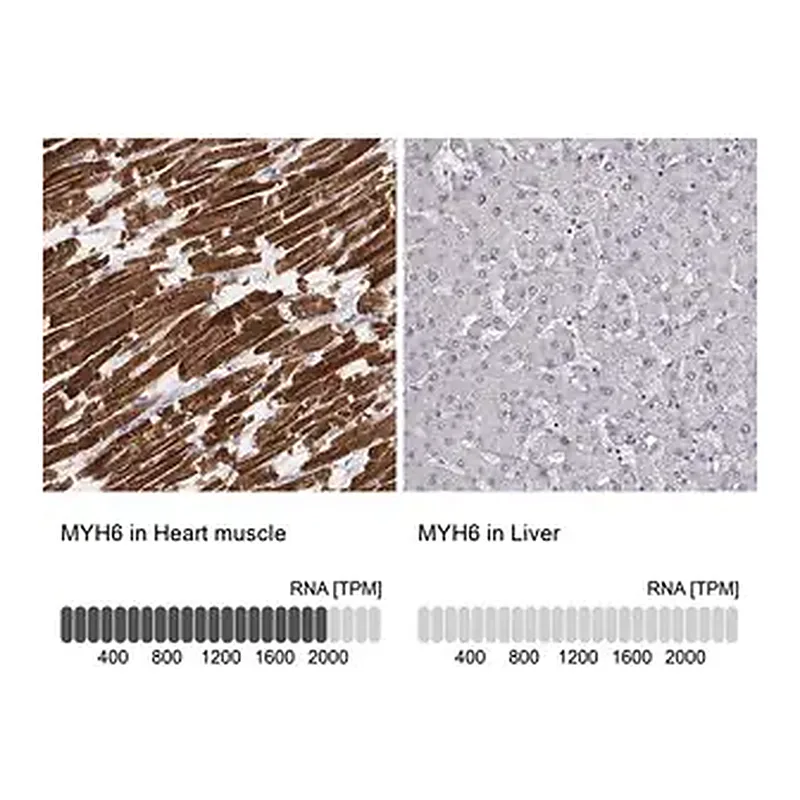 Merck Monoclonal Anti-MYH6 antibody produced in mouse