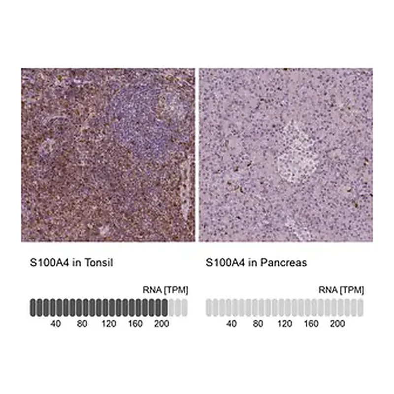 Merck Monoclonal Anti-S100A4 antibody produced in mouse