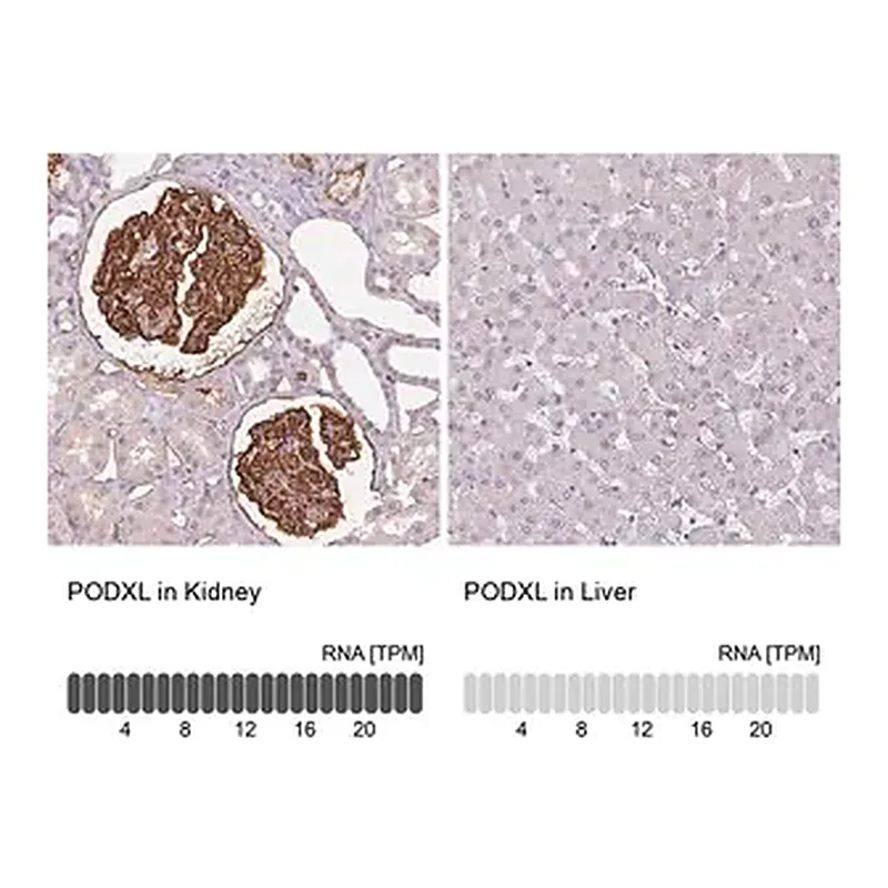 Merck Monoclonal Anti-PODXL antibody produced in mouse