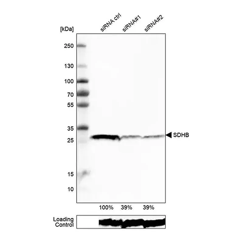 Merck Monoclonal Anti-SDHB antibody produced in mouse