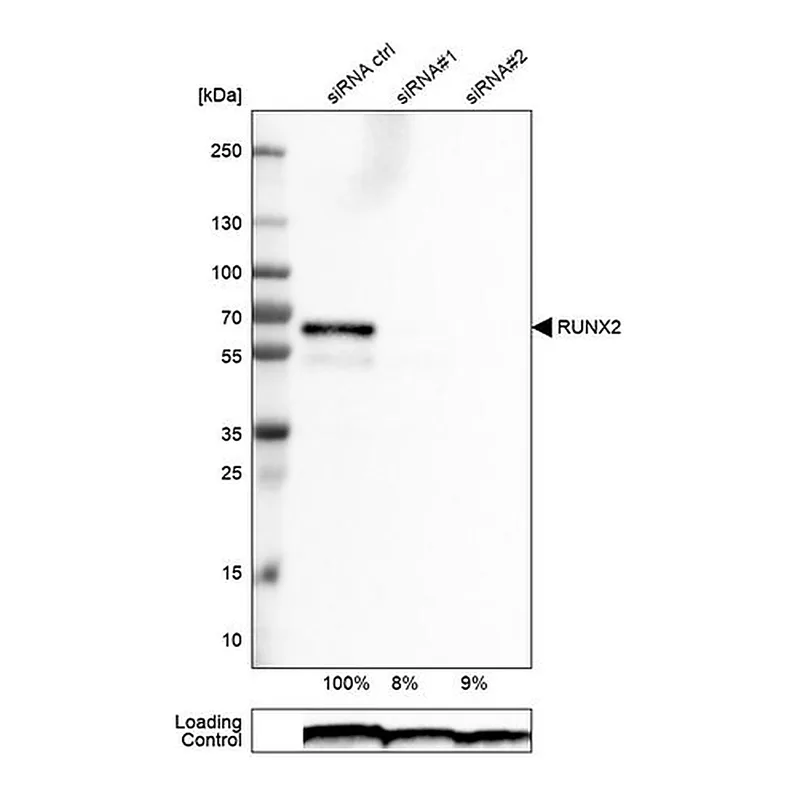 Merck Monoclonal Anti-RUNX2 antibody produced in mouse