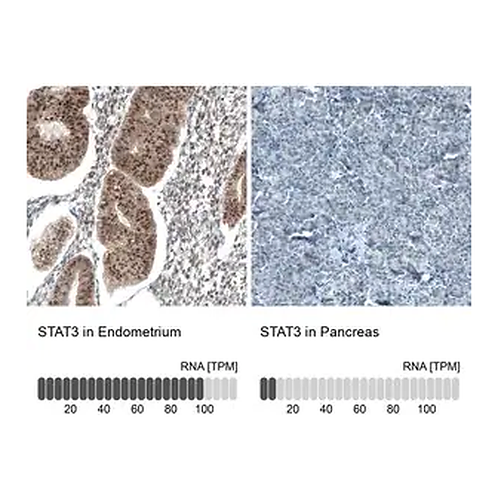 Merck Monoclonal Anti-STAT3 antibody produced in mouse