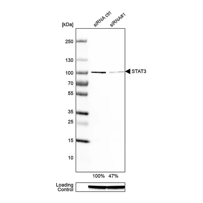 Merck Monoclonal Anti-STAT3 antibody produced in mouse