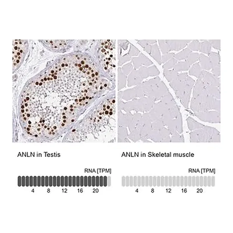 Merck Monoclonal Anti-ANLN antibody produced in mouse