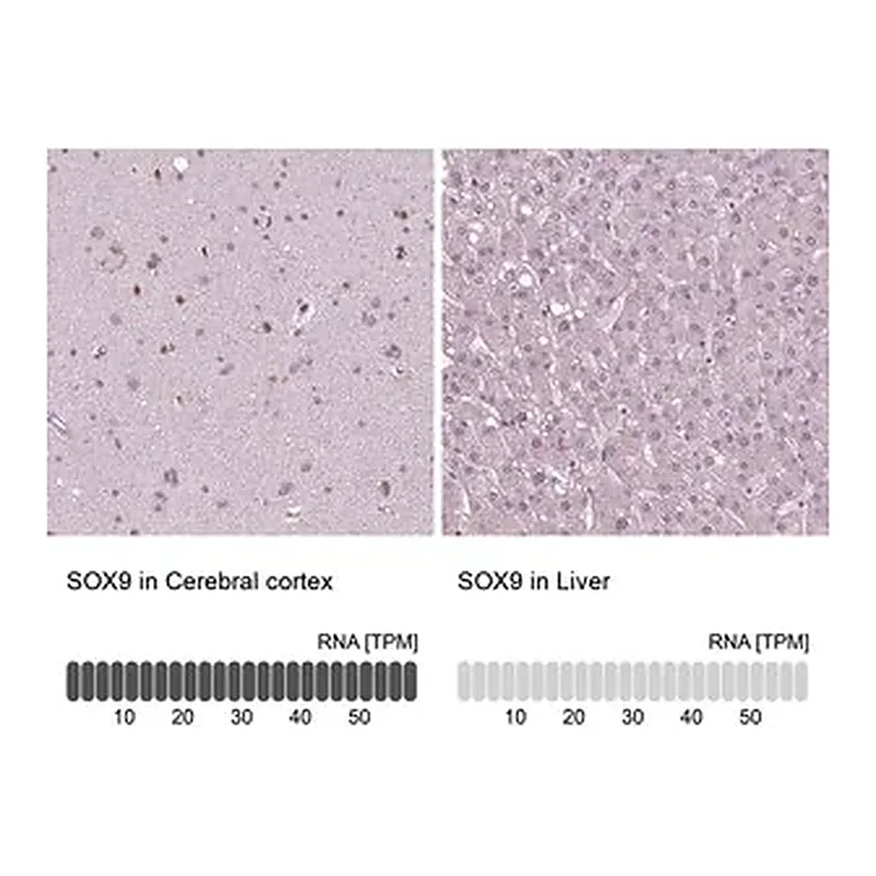 Merck Monoclonal Anti-SOX9 antibody produced in mouse