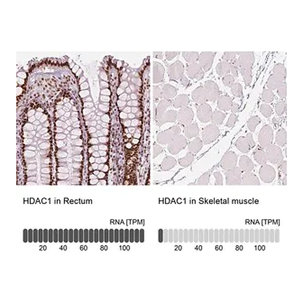 Merck Monoclonal Anti-HDAC1 antibody produced in mouse